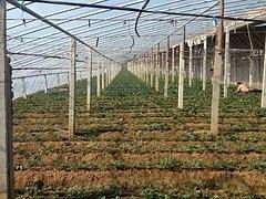 青州市魯泰塑料廠 優(yōu)質(zhì)灌漿膜供應(yīng)商，專注草莓與葡萄專用膜生產(chǎn)